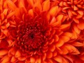 /album/fotogaleria-inicio/chrysanthemum-jpg/