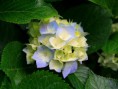 /album/fotogaleria-inicio/hydrangeas-jpg/