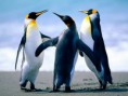 /album/fotogaleria-inicio/penguins-jpg/